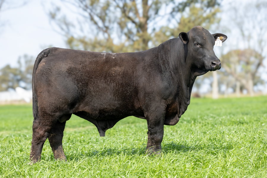 Lote Jacaranda - 8 - Toros