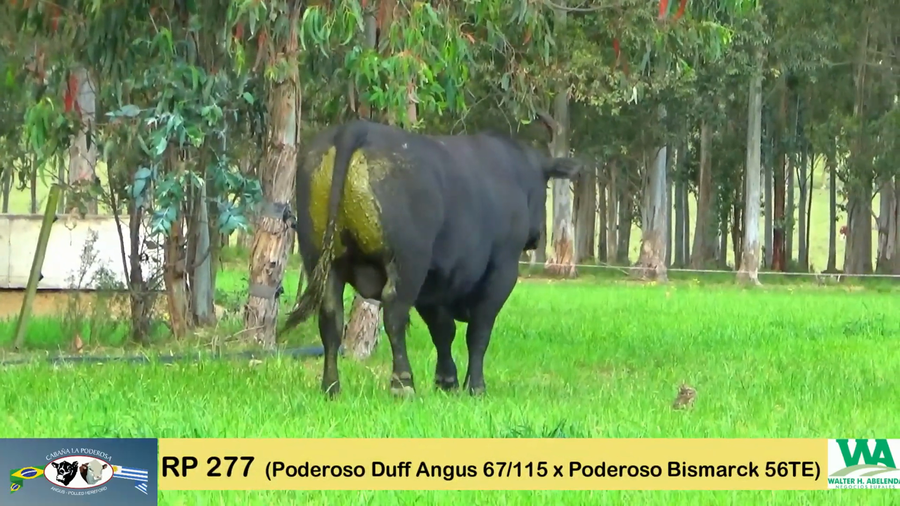 Lote PODEROSO 115/277