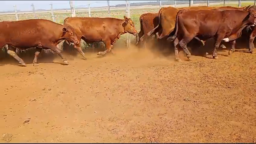 Lote 28 Novillos en Virasoro, Corrientes