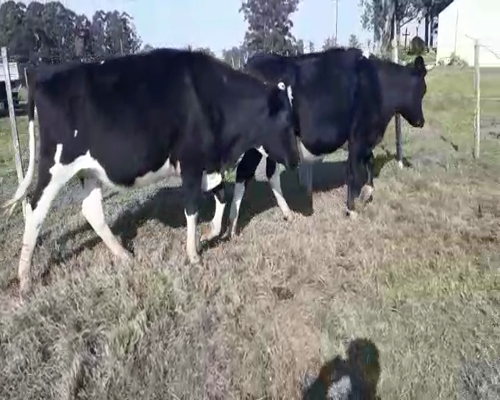 Lote 2 Vaquillonas  HOLANDO a remate en Pantalla Aniversario 470kg - , San José
