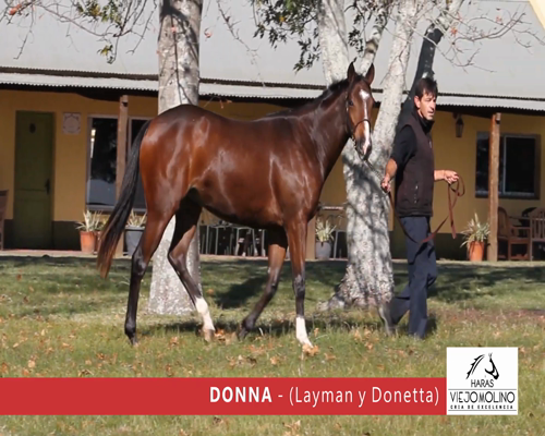 Lote DONNA