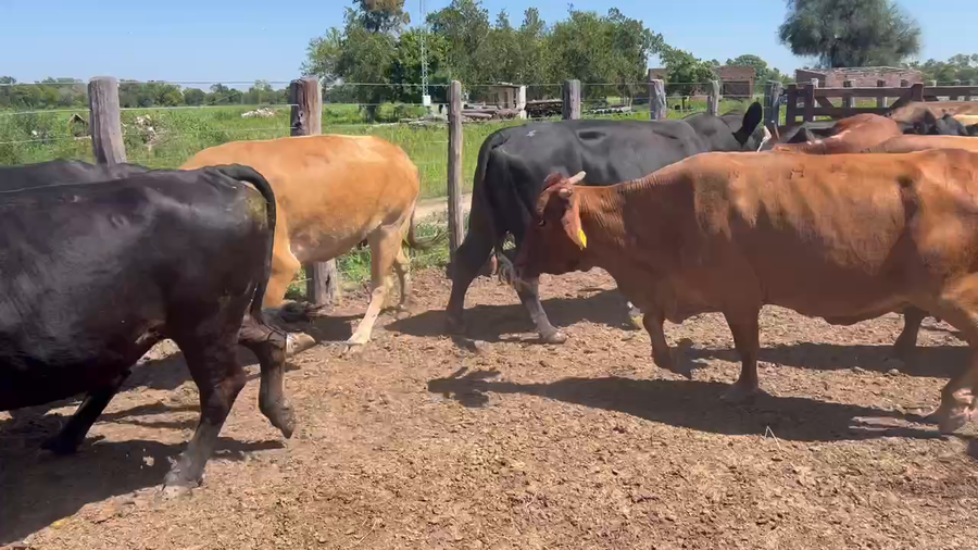 Lote 34 Vacas de invernar en Sáenz Peña, Chaco