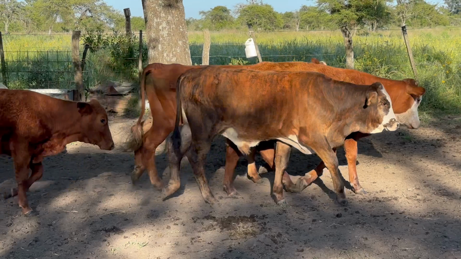 Lote 42 Terneros/as