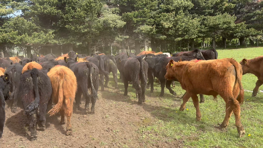 Lote 58 Novillo Engorda en Coyhaique, XI Región Aysén