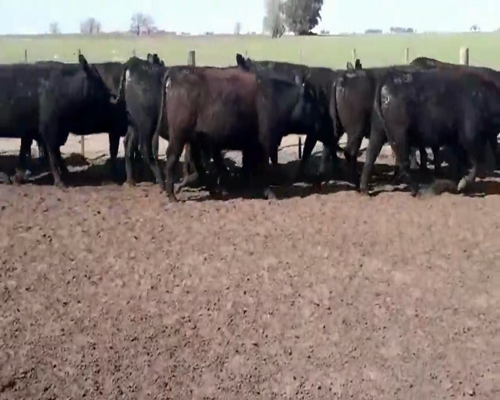 Lote VAQUILLONAS ANGUS COL. MAS INSEMINADA