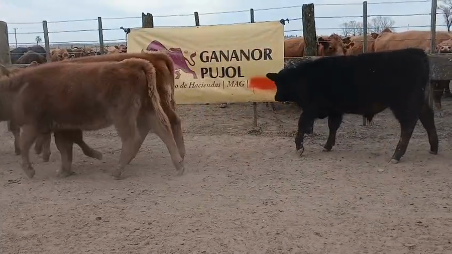 Lote 70 Terneros/as