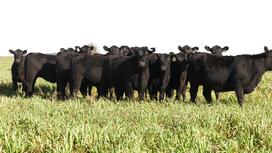 Lote VAQ. ANGUS NEGRAS  MAS C/GTÍA DE PREÑEZ