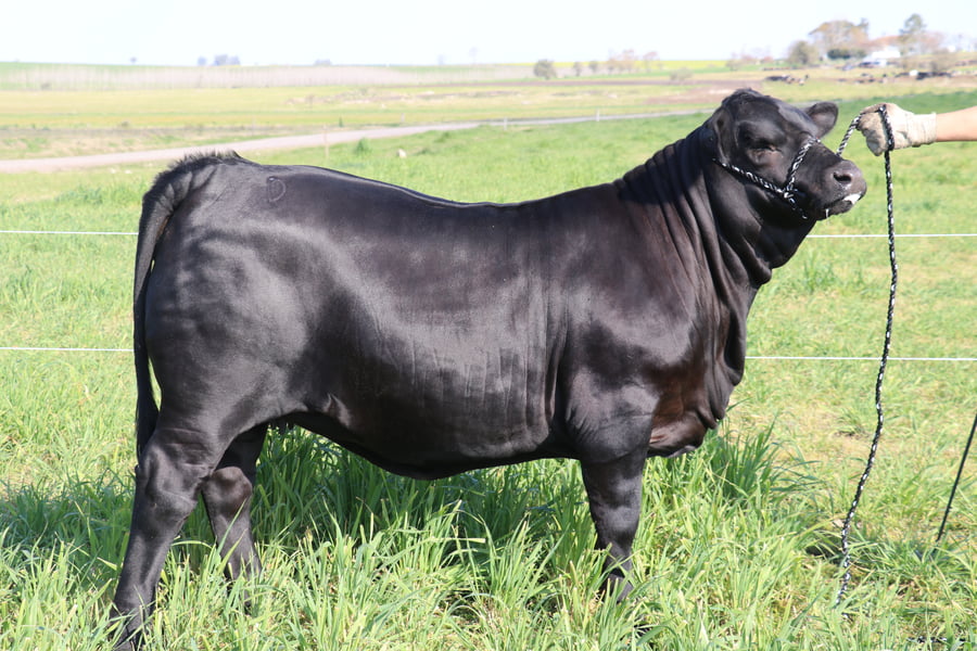 Lote "Cabaña Campo Norte" CN MAYU 009 TE FIV