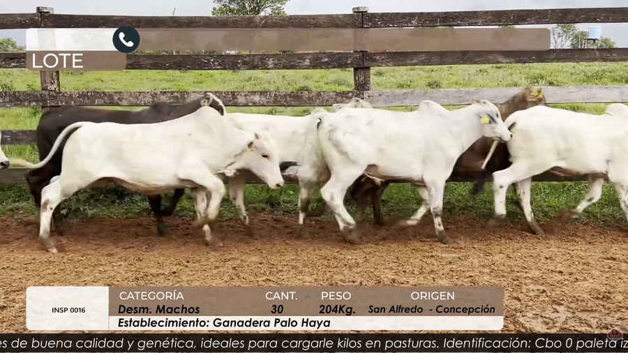 Lote DESM MACHOS CBO 5