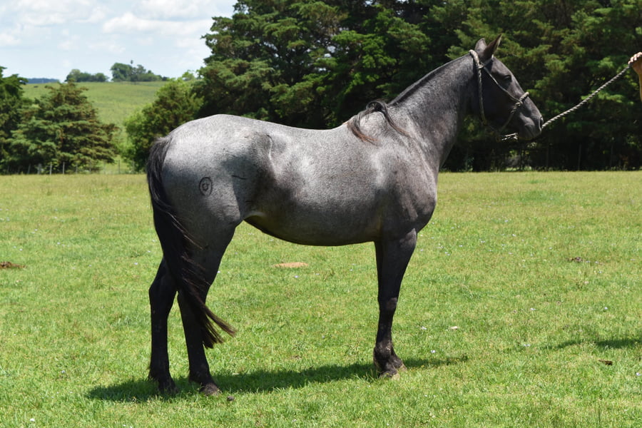 Lote RP 39 - MATASIETE MARIA