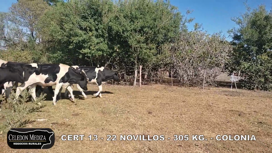 Lote 22 Novillos 1 a 2 años en Tarariras, Colonia