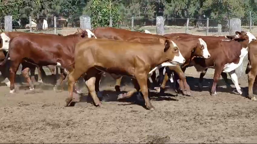 Lote 28 Novillitos