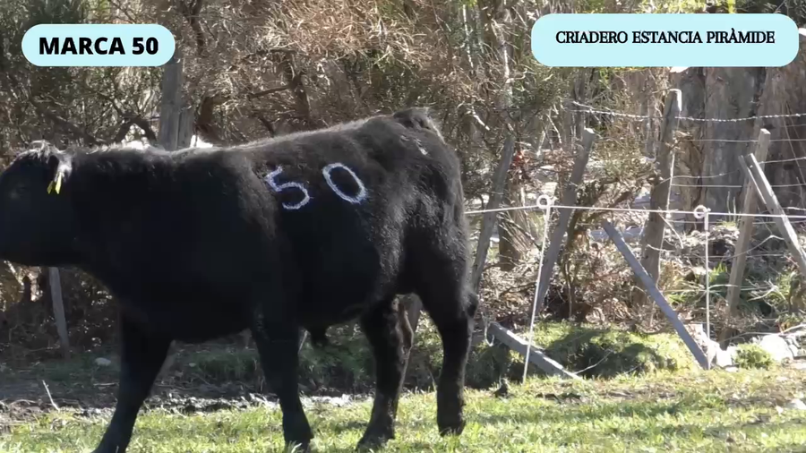 Lote 1 Toro en Río Ibáñez, XI Región Aysén