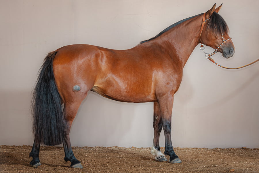 Lote Firmeza Estefania Do Paisano - Cabaña Santa Federacion