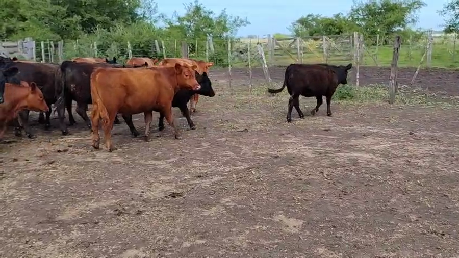 Lote 55 Terneros/as
