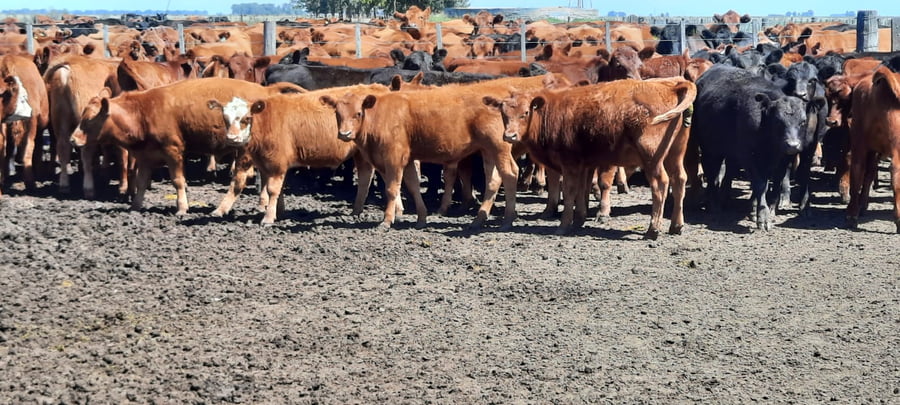 Lote 44 Terneros/as en Gral. Lamadrid, Buenos Aires