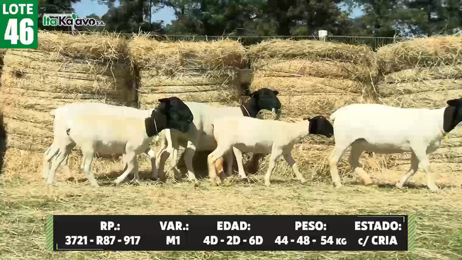 Lote LOTE 46