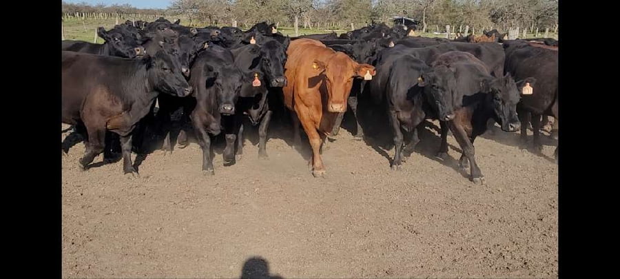 Lote 35 Vacas de invernar en Villaguay, Entre Ríos