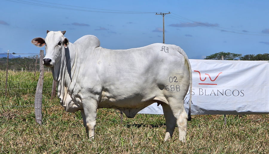 Lote LOTE 47