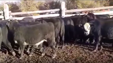 Lote 65 Ternero en XI Región Aysén, Coyhaique