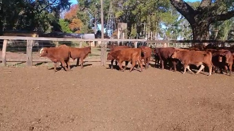 Lote 86 Terneros en Corrientes, Alvear