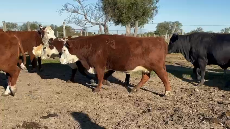 Lote 39 Vaca Consumo