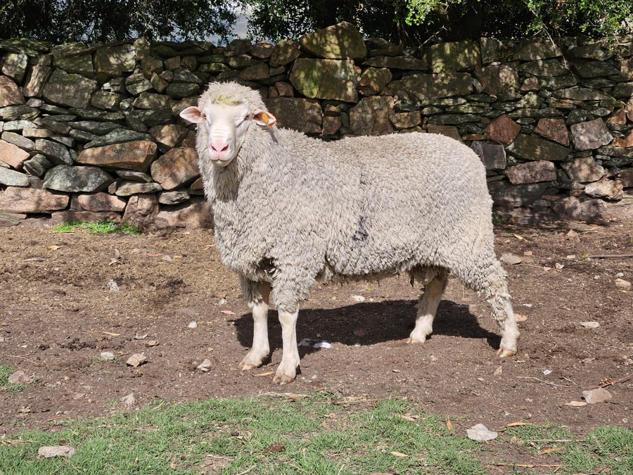 Lote Carneros a remate en Subasta Online - Nambi Guasu, Lavalleja