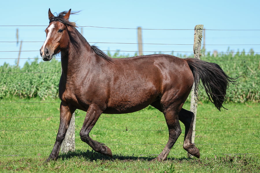 Lote SANTA INES LENDA