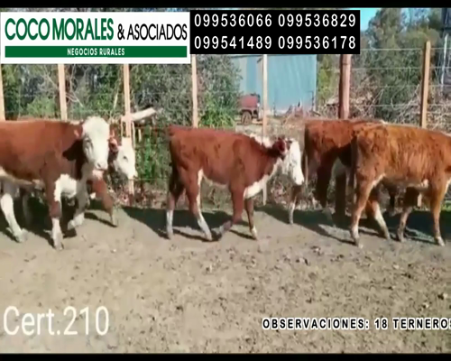 Lote 18 Terneros en Miguelete, Colonia