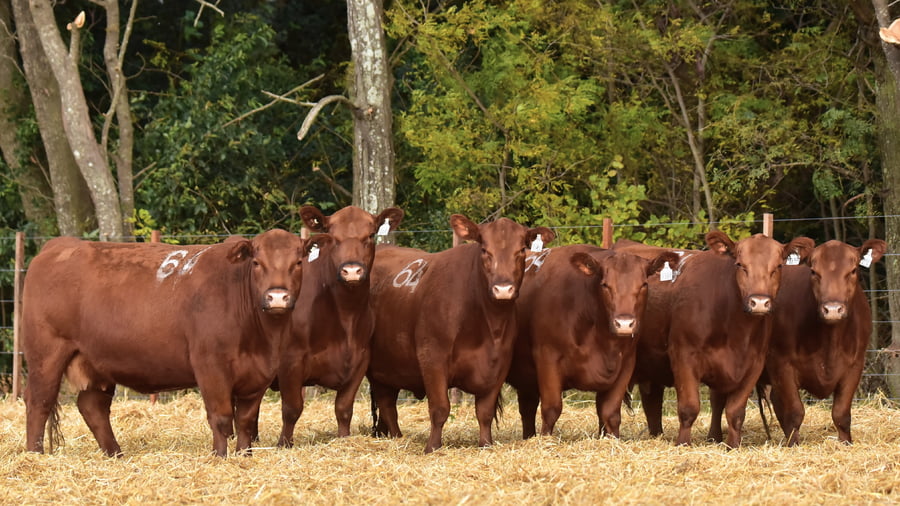 Lote VACAS ANGUS 2° SERV