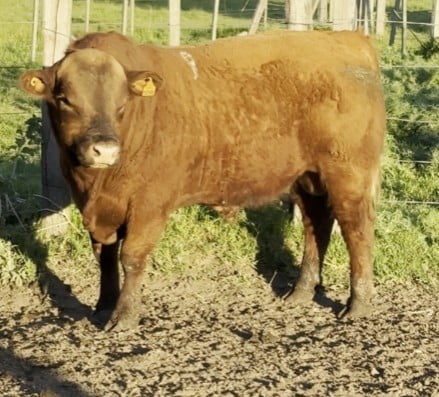 Lote PLANTEL X HEREJE