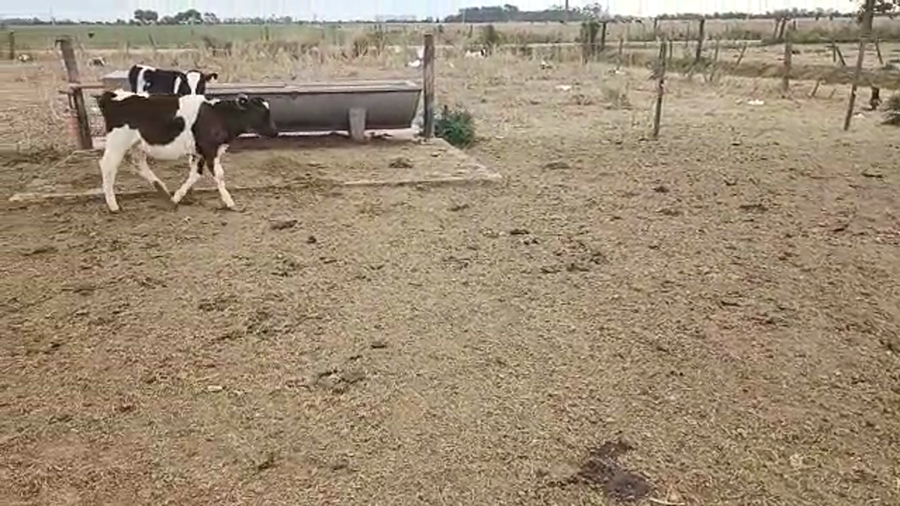 Lote 26 Novillitos y vaquillonas Holando Argentino en Brinkmann, Córdoba