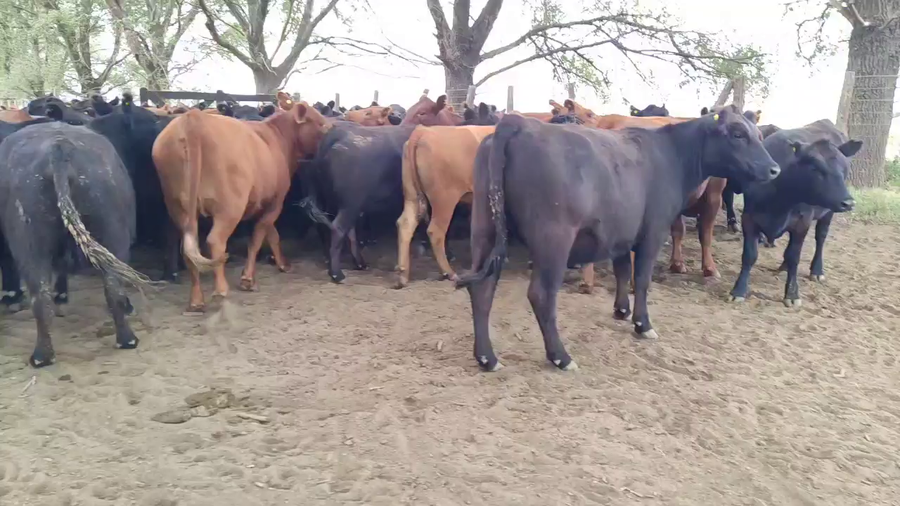 Lote 48 Vaquillonas C/ gtia de preñez en Pila, Buenos Aires