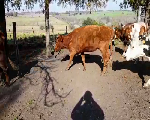 Lote (Vendido)6 Vacas de Invernada a remate en Pantalla Carmelo en ZONA ESPERANZA