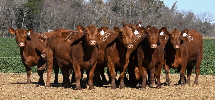 Lote VAQUILLONA ANGUS PC PRIMAVERA