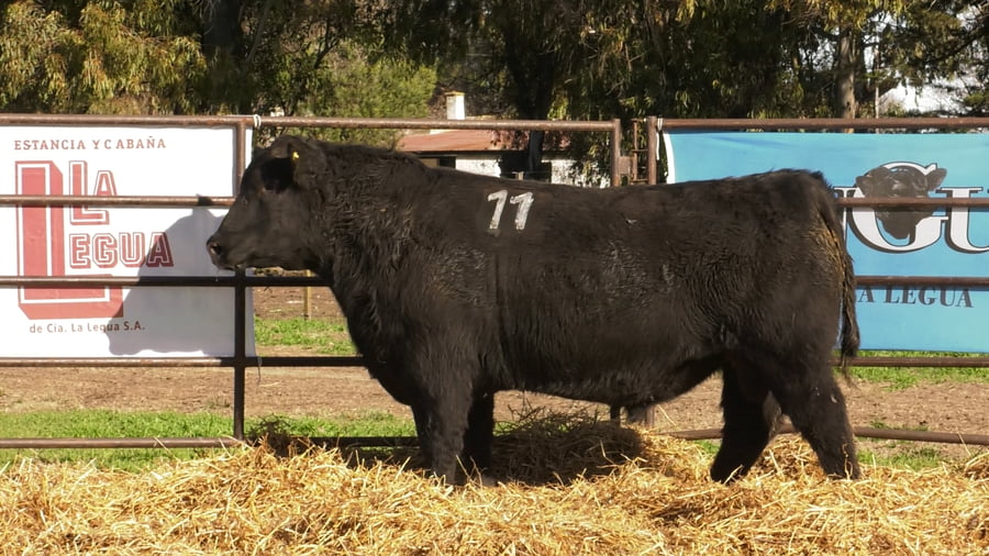 Lote TOROS ANGUS NEGROS PC