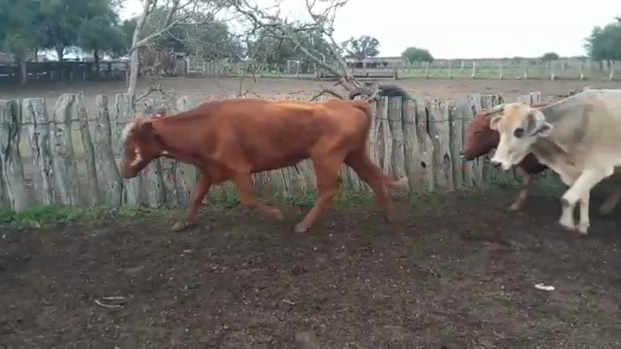 Lote 35 Vacas de invernar en Villaguay, Entre Ríos