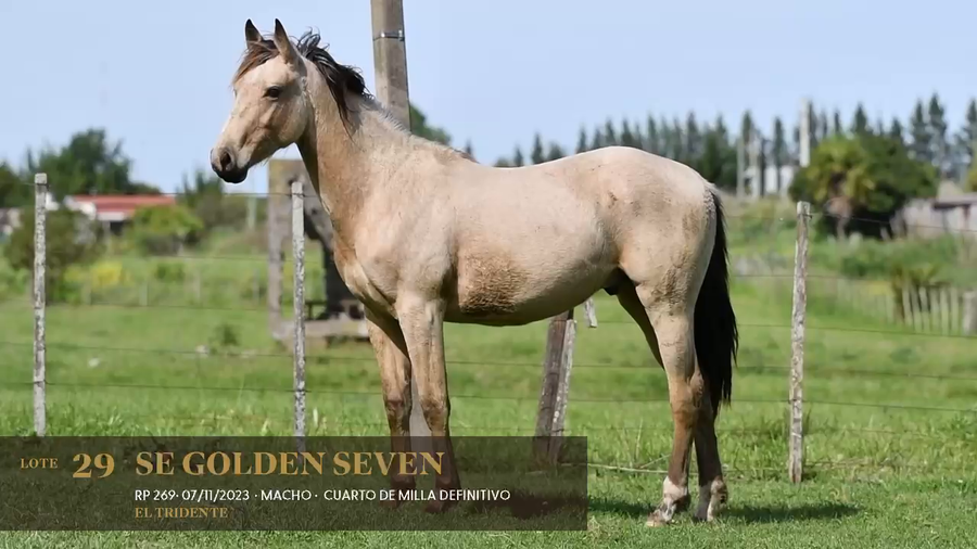 Lote SE Golden Seven