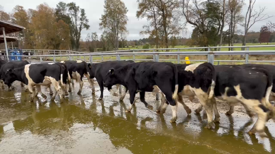 Lote 67 Ternero en Río Bueno, XIV Región Los Ríos