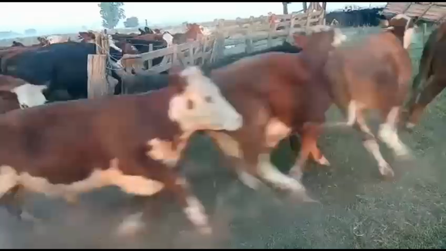 Lote 47 Novillitos en Gral. Las Heras, Buenos Aires