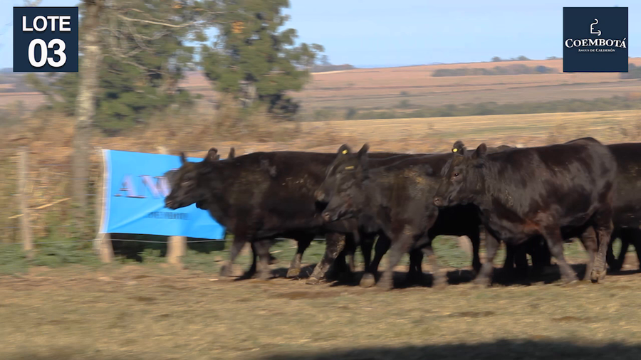 Lote CABAÑA "COEMBOTA" DE CALDERON VIENTRES PC Y MAS NEGROS PREÑADOS