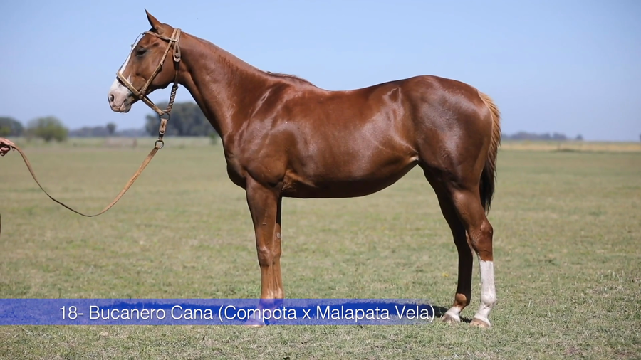 Lote BUCANERO CANA (COMPOTA - MALAPATA VELA)