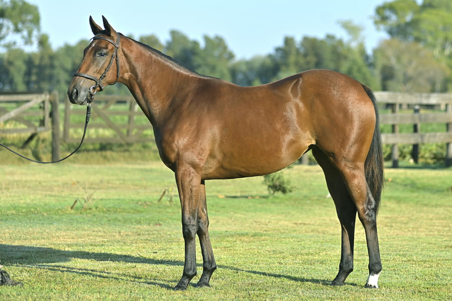 Lote RAPOSO (H) - ANGIOLO x ODALITA