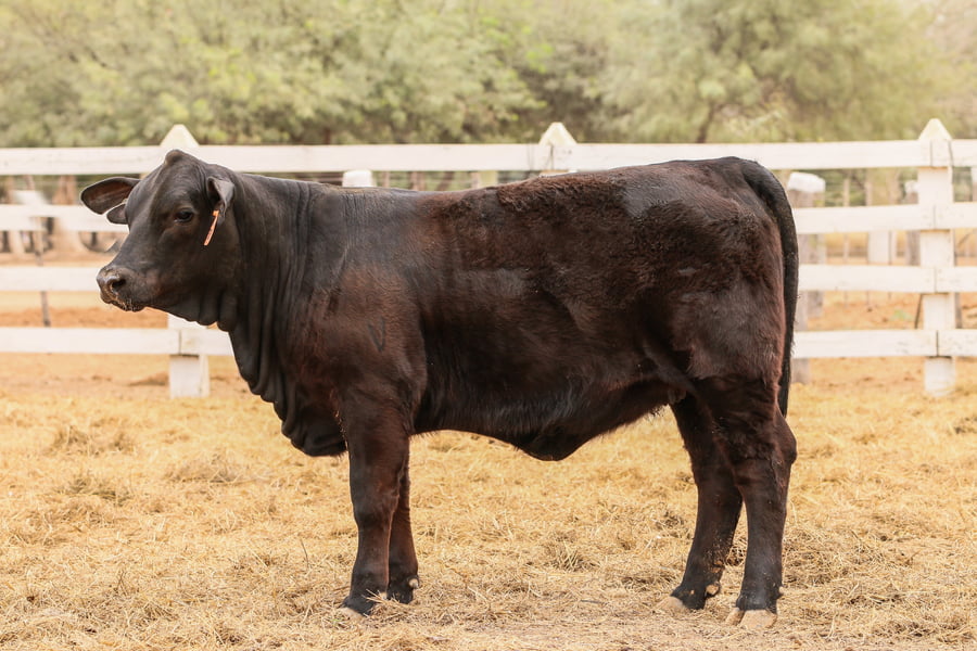 Lote LOTE 13