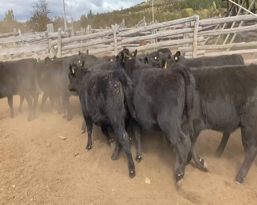 Lote 42 Ternera en Coyhaique, XI Región Aysén