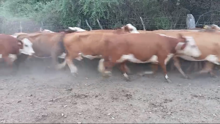Lote 35 Vacas de invernar en Corrientes, Mercedes