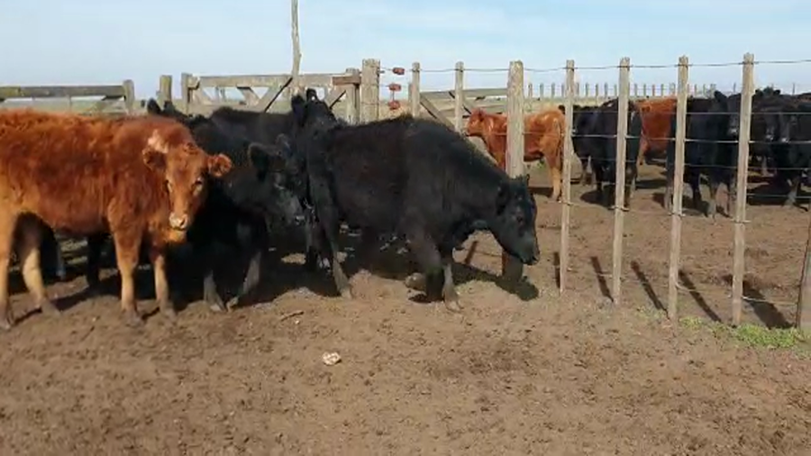 Lote 12 Novillitos en Benito Juárez, Buenos Aires