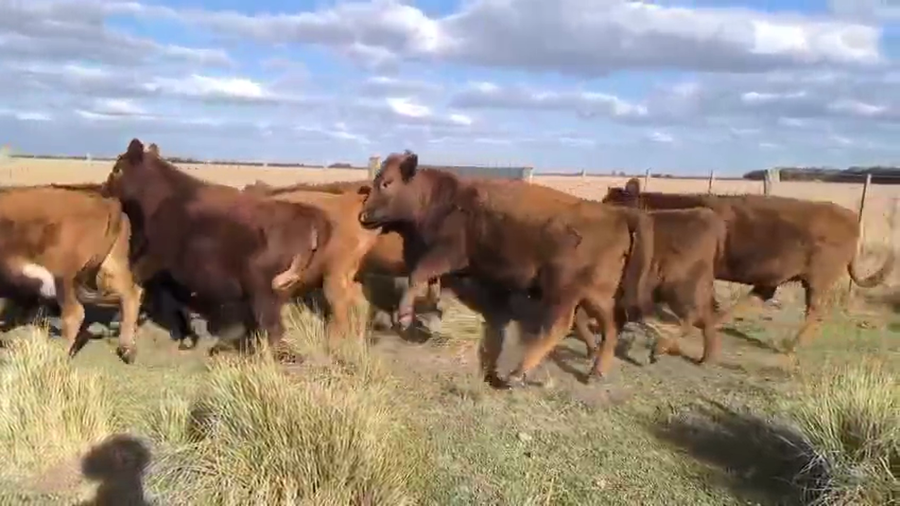 Lote 18 Vaquillonas de invernada en Olavarría