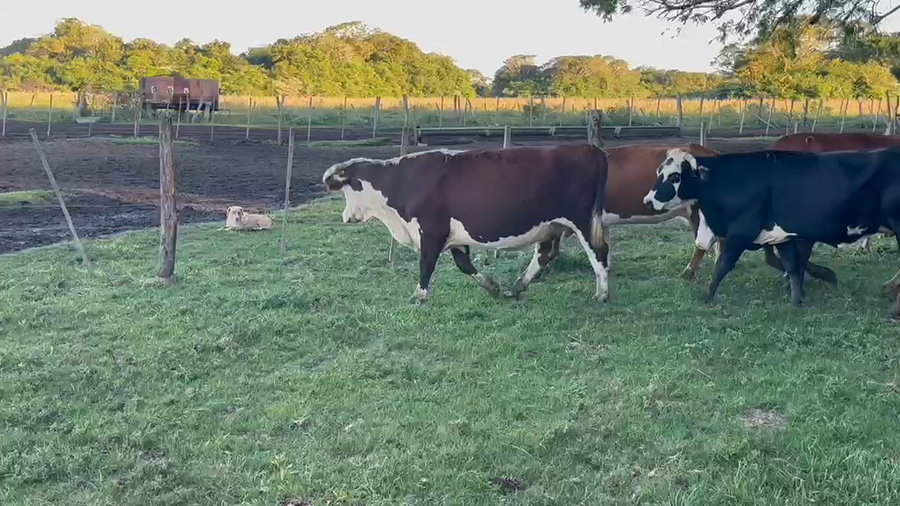 Lote 37 Vacas de invernar en Corrientes, San Roque