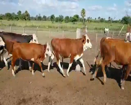Lote 60 Terneros/as en Villa Ángela, Chaco